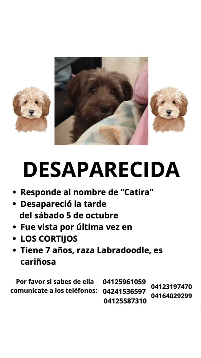 Atención amigos de #Caracas, atentos si ven a esta perrita
Su familia la busca con desesperación 
Ayudemos a Catira a volver a casa
Gracias