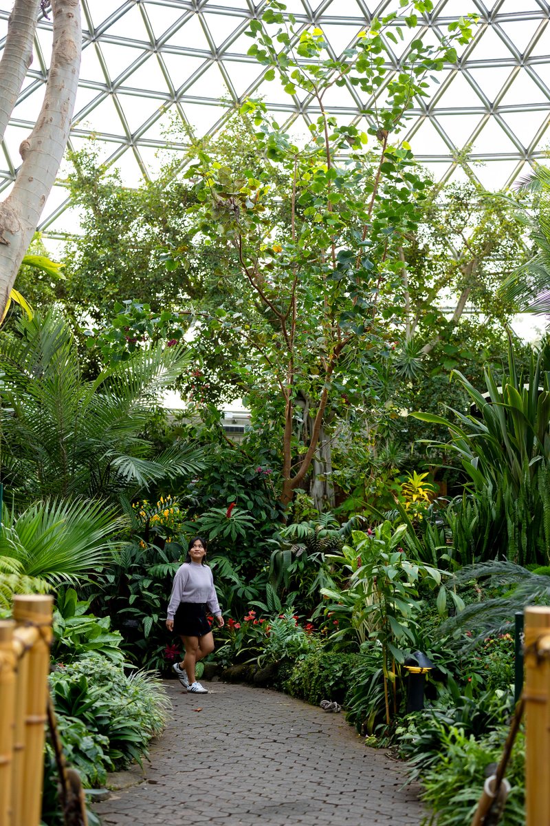 BloedelConserv's tweet photo. Feeling the effects of the fall gloom? A walk through Bloedel’s lush greenery and peaceful ambiance is just what you need to unwind and recharge. 🌱 https://t.co/SP2rrmrurm