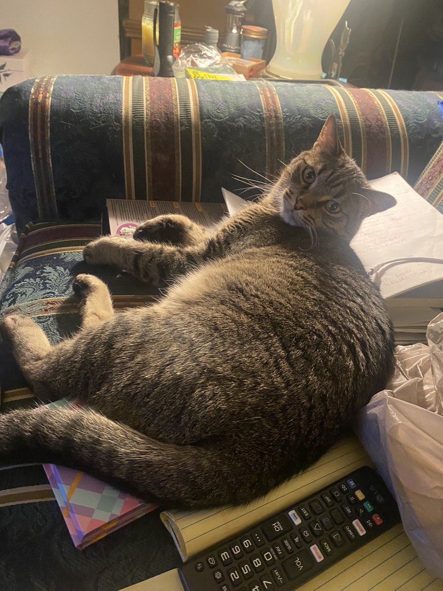 <a href="/BumbleTus/">🌻🐝Kitten Mama🐝🌻</a> I named this one Kevin, and that name not only suits him perfectly but also allows me to sound just like the mom in Home Alone when he acts up. I get a cheap laugh every time and probably confuse my neighbors