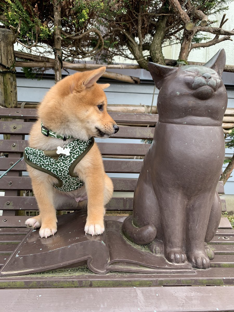 roku125shiba's tweet photo. 大きくなったね。 https://t.co/xQwnOBUxvh