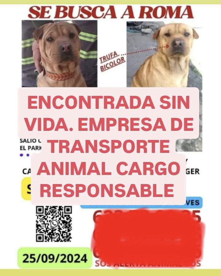 Railus13's tweet photo. Empresa en Argentina @animalcargo y @JulioPalain perdió el 25 de septiembre a Roma una perra Sharpei. Lo que era un traslado se convirtió en una tragedia para una gran familia. Favio Cangiano nunca dio la cara #justiciapararoma #noaanimalcargo https://t.co/wDDNxEtbtt