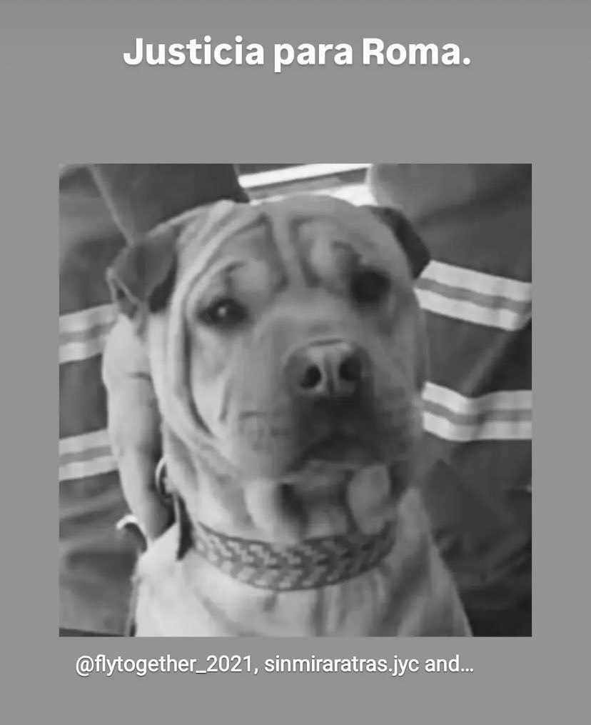 Railus13's tweet photo. Empresa en Argentina @animalcargo y @JulioPalain perdió el 25 de septiembre a Roma una perra Sharpei. Lo que era un traslado se convirtió en una tragedia para una gran familia. Favio Cangiano nunca dio la cara #justiciapararoma #noaanimalcargo https://t.co/wDDNxEtbtt
