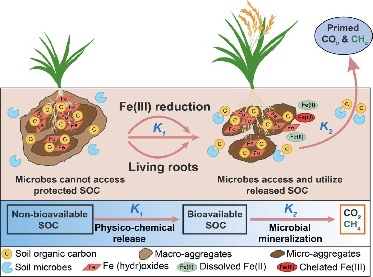 ykuzyakov's tweet photo. 💥NEW in @STOTEN_journal
Physicochemically protected organic carbon release is the rate-limiting step of #rhizosphere priming in #paddy #soils
https://t.co/qHBYdYvhu4

Free Link: https://t.co/6dg2LAHoJw

#SoilOrganicMatter #Roots #primingeffect #CO2 #CH4 #paddysoil #13Clabeling https://t.co/bmmt0LHhEN