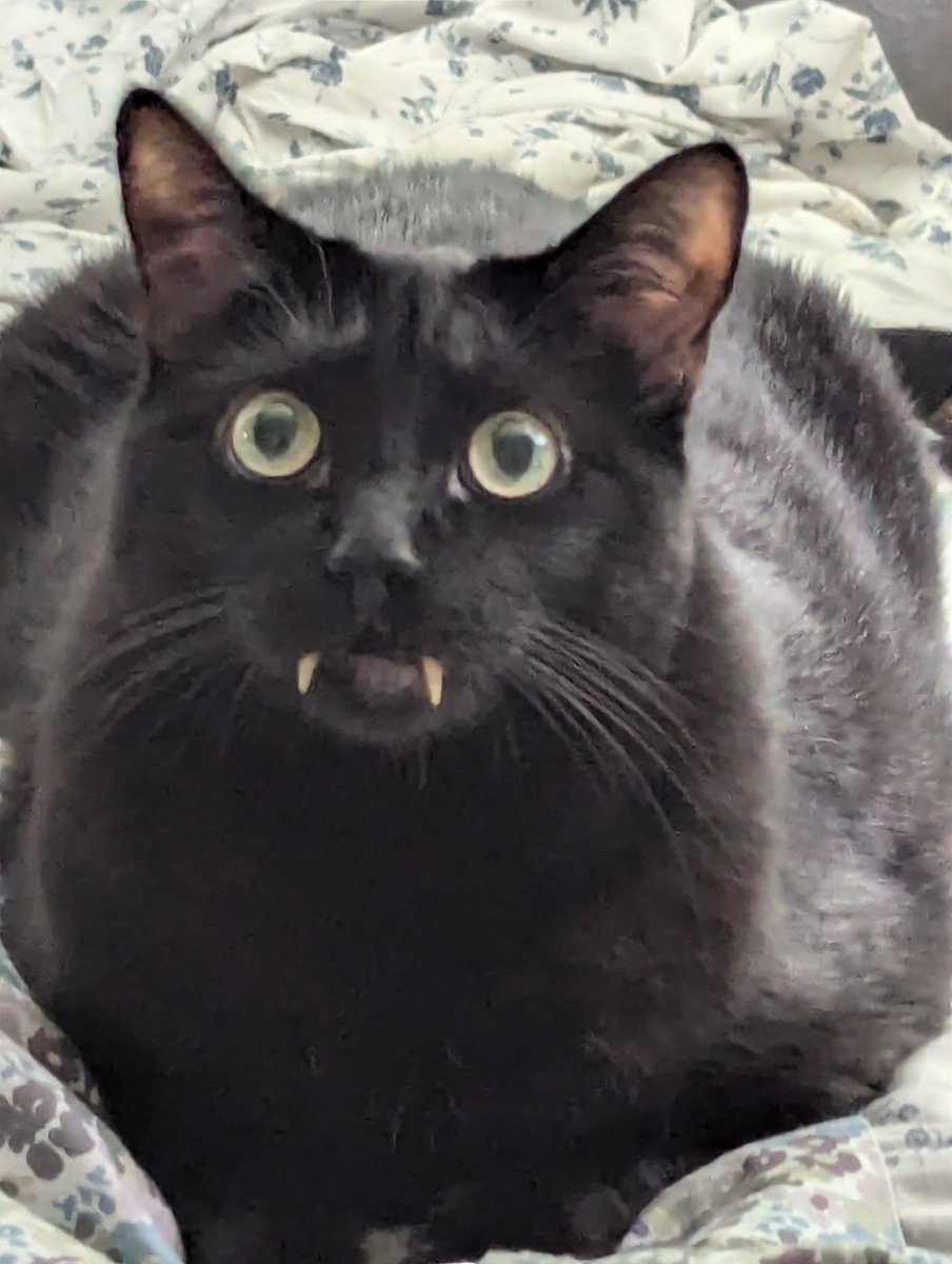 Tarara Boomdeyay tweet media