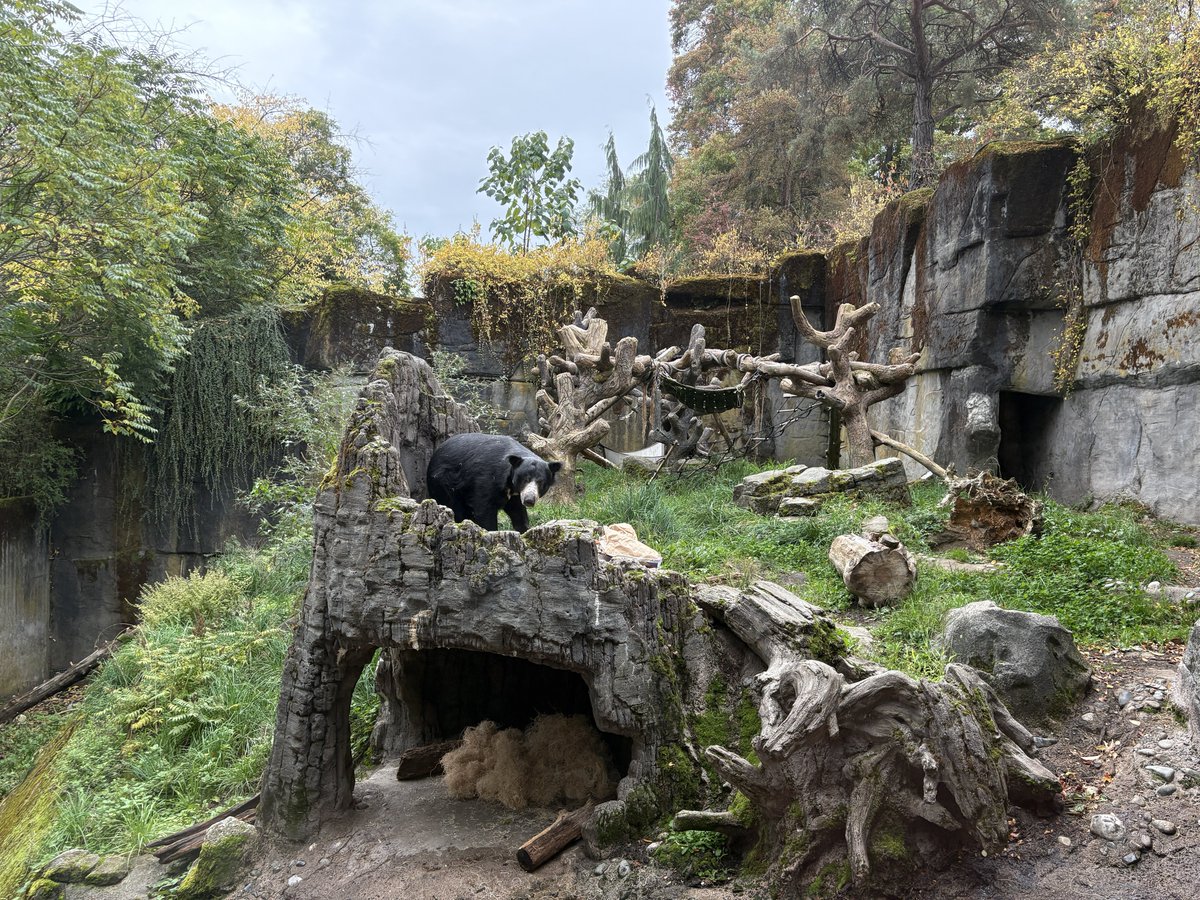 ZooNationOrg's tweet image. Hello Mr Sloth Bear @woodlandparkzoo