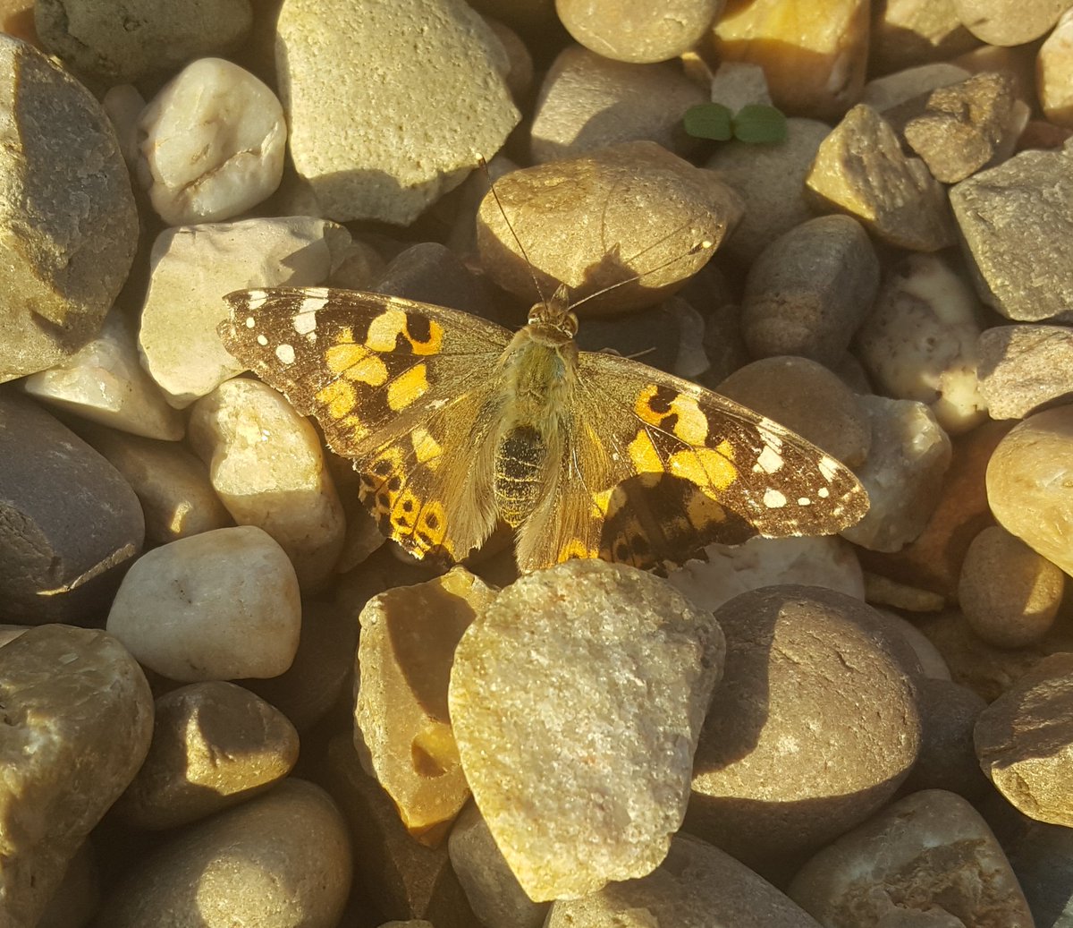 ColBowler's tweet image. I knew there was a reason why I've not done anything with the pile of surplus gravel on part of the front garden.  #findtheLady