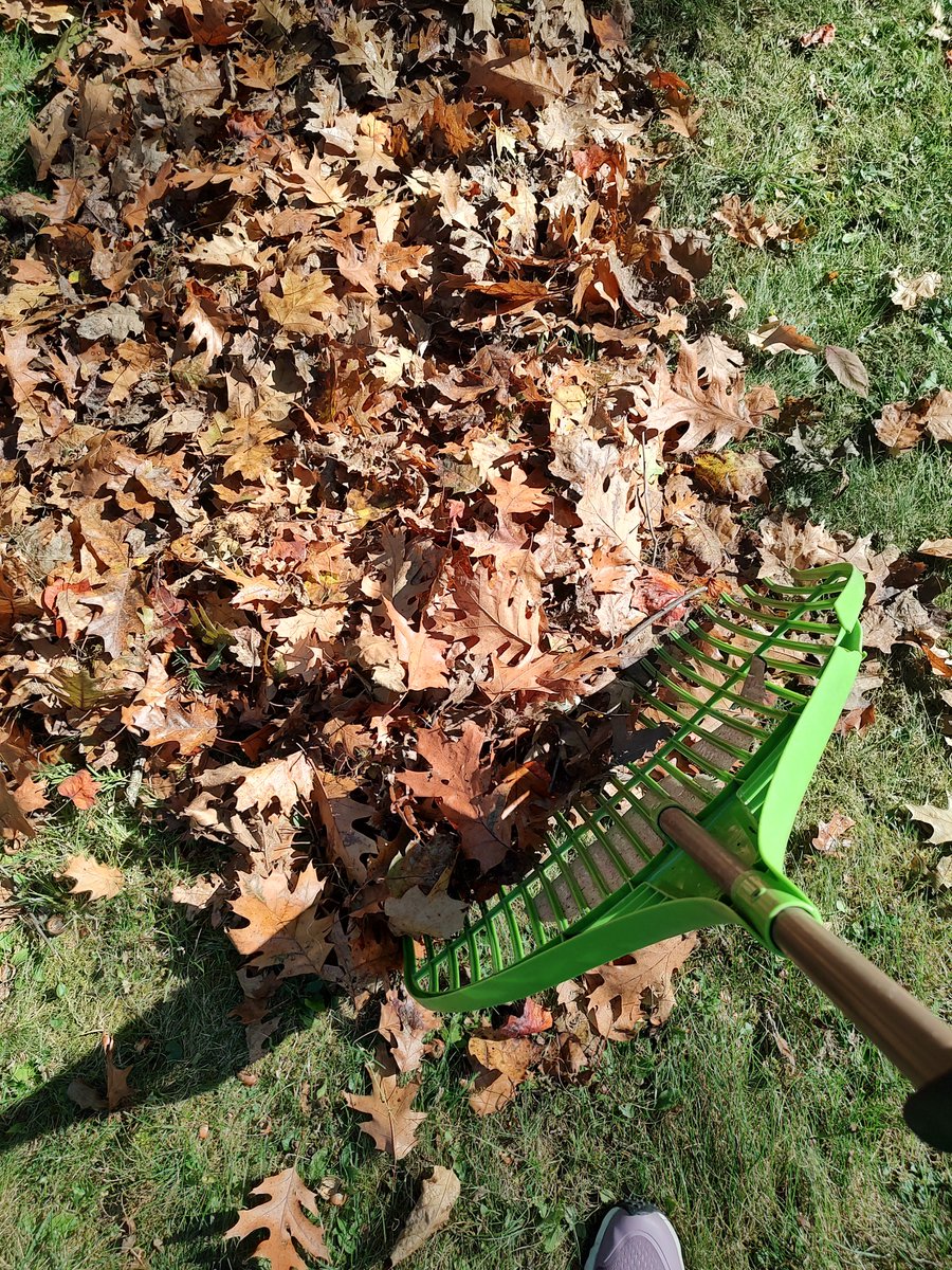 colorblindwork's tweet photo. Tired of #fossilfuels burning up our atmosphere? Me too. I ended my years-long relationships with leaf blowers and started raking by hand. It's great physical #exercise with ZERO #carbon #emissions (well except for my own huffing and puffing). These leaves will be soil soon. https://t.co/e6PBVeHJGp