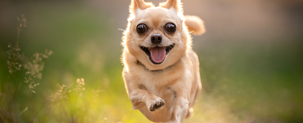 These 5 Science-Backed Tips Will Keep Your Dog Happy And Healthy
sciencealert.com/?p=141054