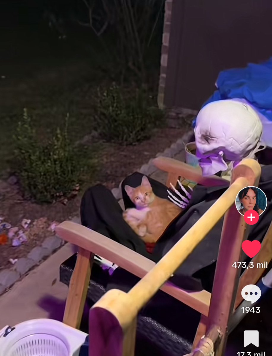 1masparatender's tweet photo. Por dios lo que amo a los gatos me da mucha gracia que no les importe un pingo ni le tengan miedo a nada https://t.co/JqSC3Uo92Q