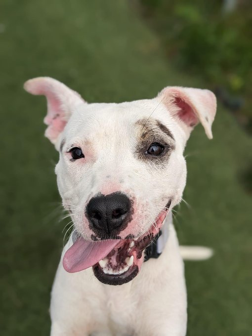 Lydia may be petite in size and young in age, but she has a big-girl personality! She is happy, fun, silly, and very entertaining. She's a regular in our playgroups, where she enjoys romping around with other dogs. Lydia would love an active home! tinyurl.com/meetacitydog #adoptme
