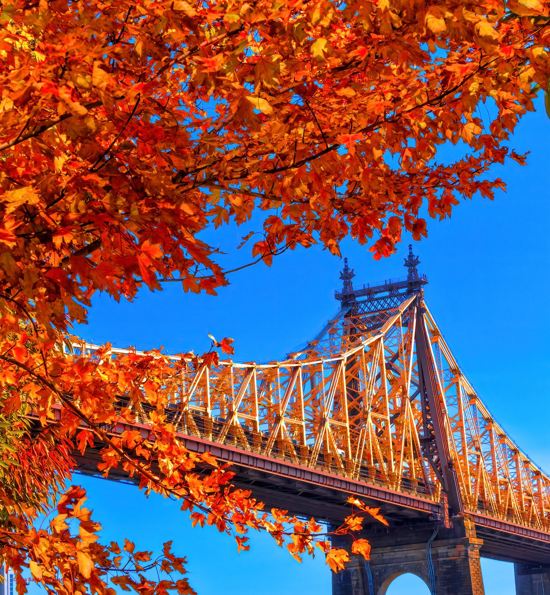 Fiery fall colors and beautiful blue skies today in #NYC. #NewYork #NewYorkCity #autumn #foliage