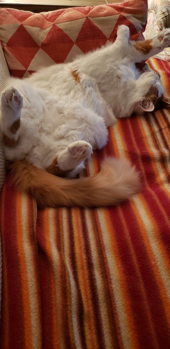 nrreTH's tweet photo. Happy #Caturday https://t.co/I7CAlF1CVS