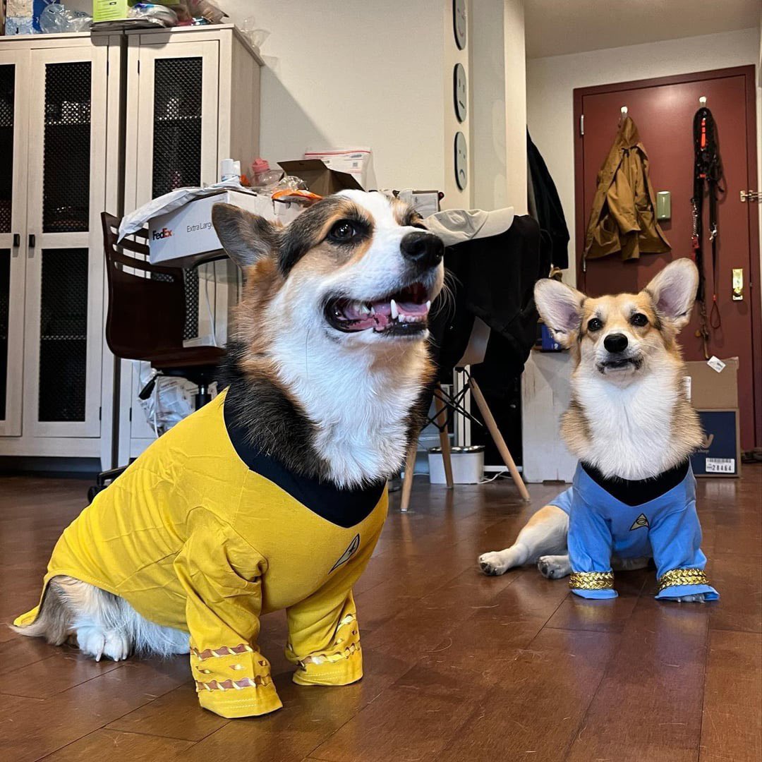 PawsAtHome's tweet image. 31 Days of #HowlOWeen: Live long &amp;amp; prosper 🪐🎃 #PAH31Howl #StarTrek