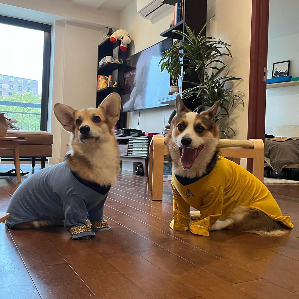 PawsAtHome's tweet image. 31 Days of #HowlOWeen: Live long &amp;amp; prosper 🪐🎃 #PAH31Howl #StarTrek