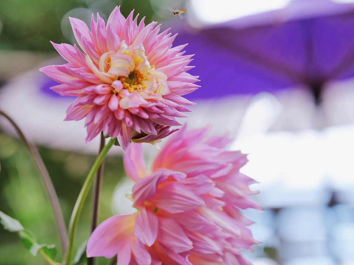nonneta20's tweet photo. 上野東照宮
ダリア綾なす秋の園
#花好きな人と繋がりたい 
#ダリア
#上野東照宮ぼたん苑 
#photography
#lumix https://t.co/1maSqFU87A