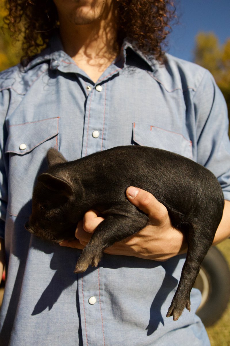 boytarzan2's tweet photo. Raising Piglets 🐷 https://t.co/AWmEnP9Ini