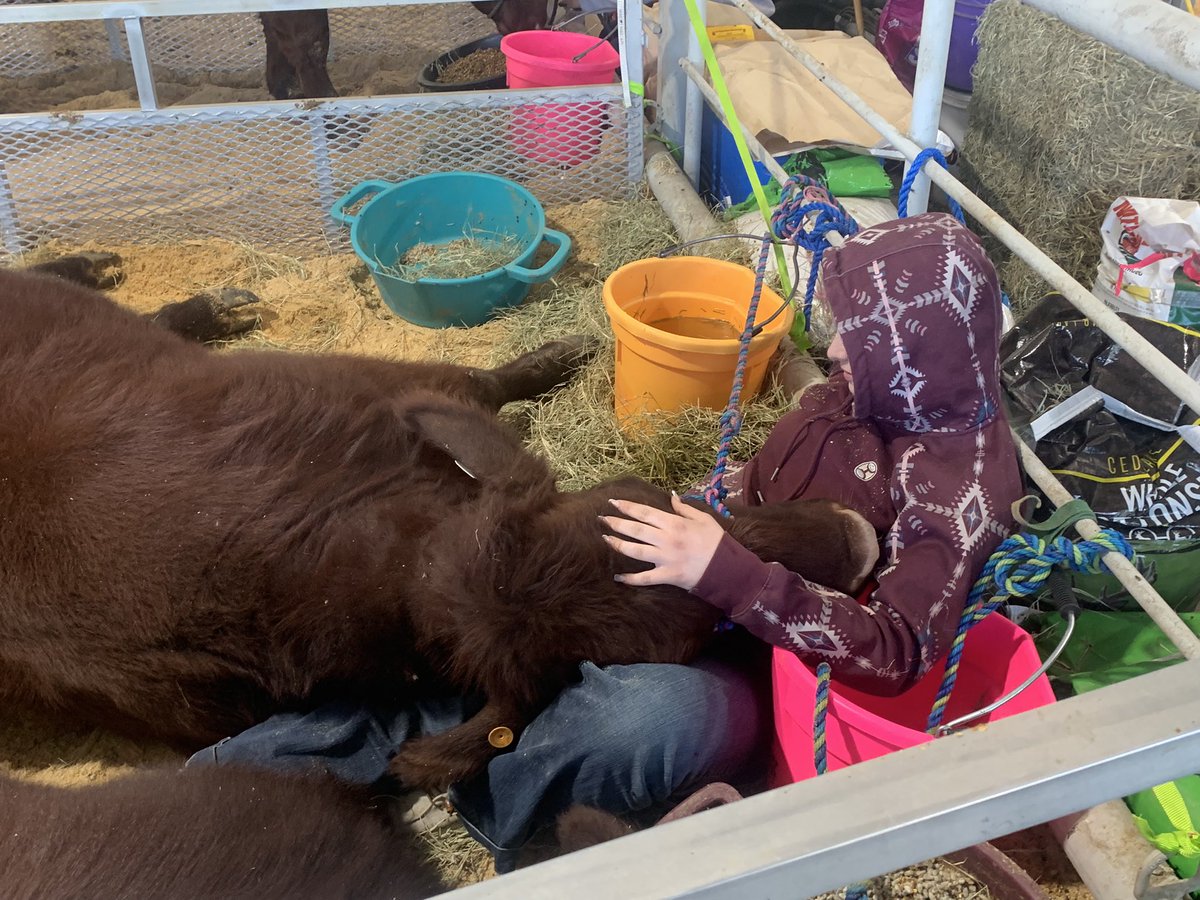 Kenna making us proud <a href="/StateFairOfTX/">State Fair of Texas</a> ! She is even teaching herself how to clip her heifers!