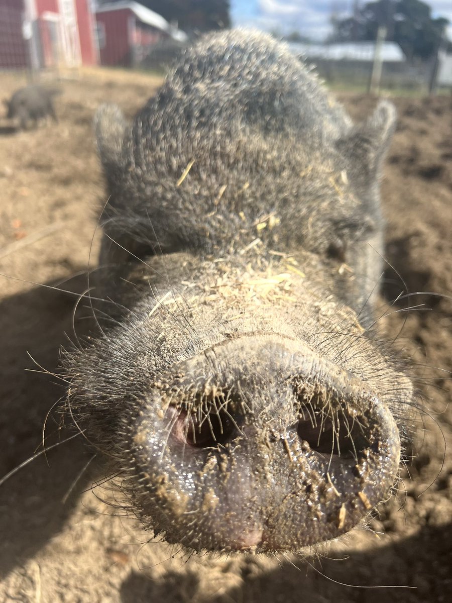 BarnSanctuary's tweet photo. #SaturdaySnoot ๐ฝ Wallace https://t.co/MAaWRMQItE