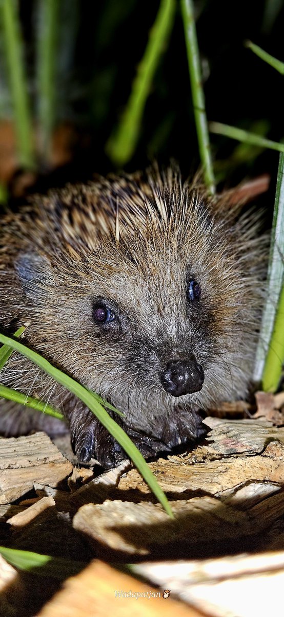 Wadapatjan's tweet photo. Egel
#hedgehog 
#egel 
Hoe later op de avond....... 🦔
Genieten van deze dieren. https://t.co/QhfcrQ0Kfc