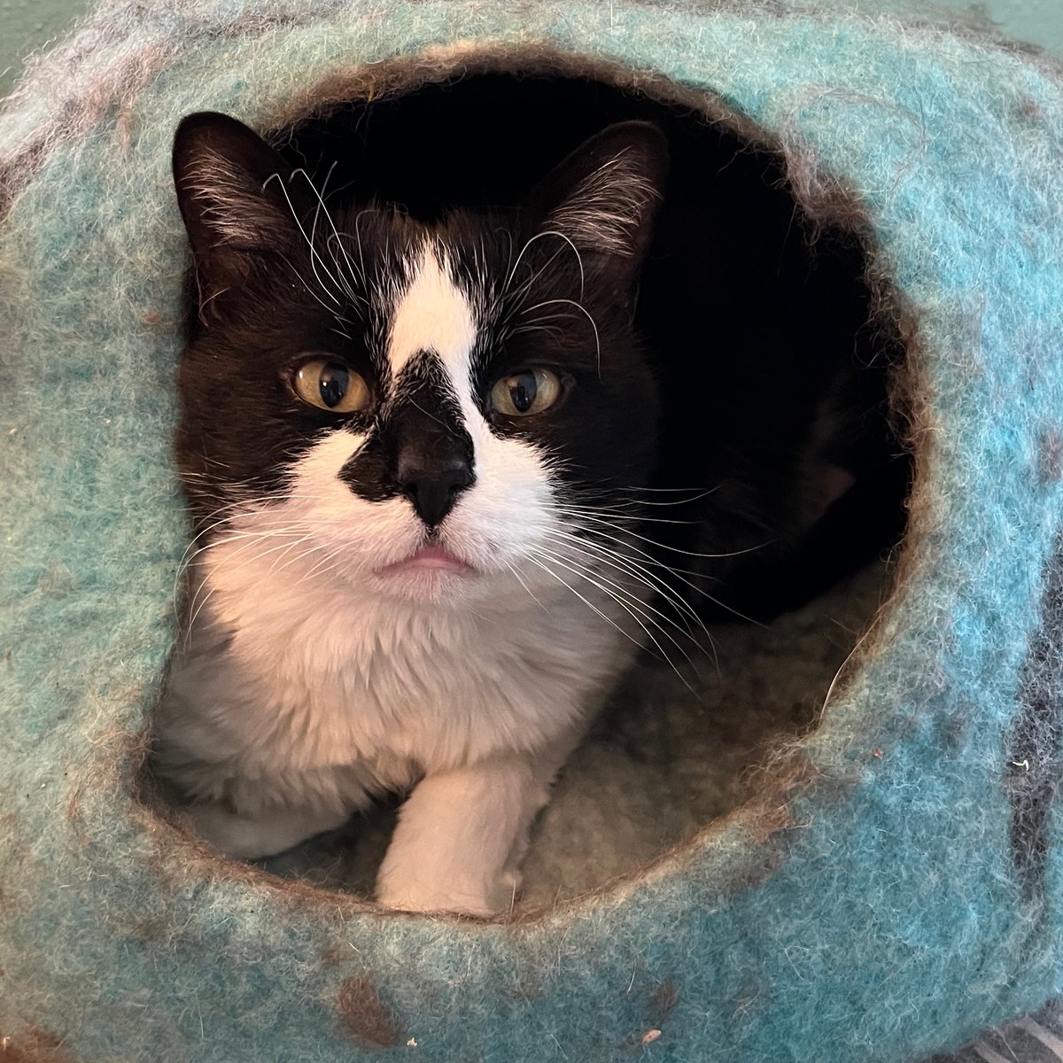 Darryl Asher (Citizen61)🟦 tweet media