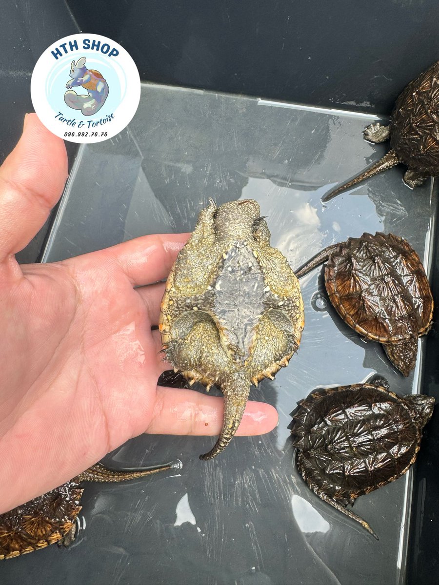 hthshop91's tweet photo. 🐢 Common snapping
📐 7-8
💱 390k/bé
🚁 Cod toàn quốc
#hthshop #commonsnappingturtle #ruacasau https://t.co/tXDO9LFRlt