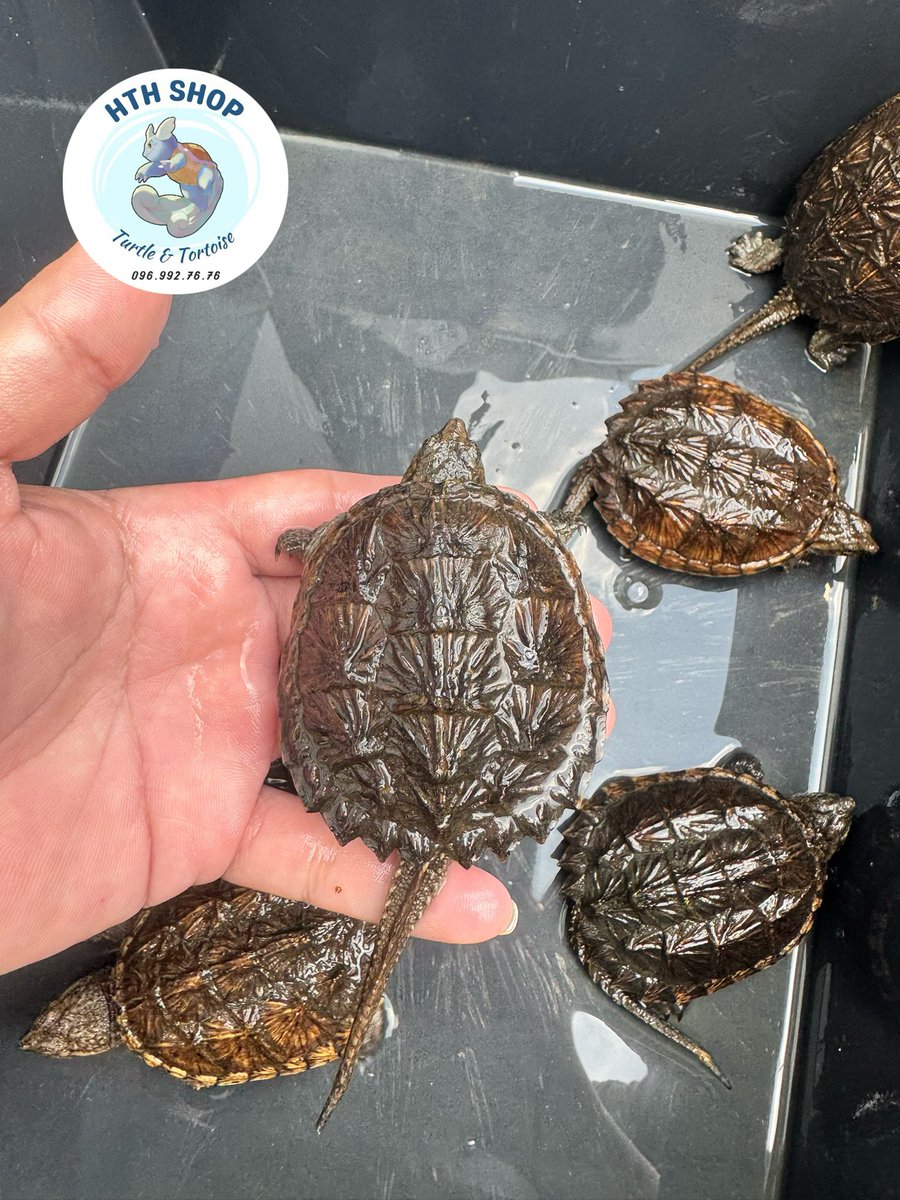 hthshop91's tweet photo. 🐢 Common snapping
📐 7-8
💱 390k/bé
🚁 Cod toàn quốc
#hthshop #commonsnappingturtle #ruacasau https://t.co/tXDO9LFRlt