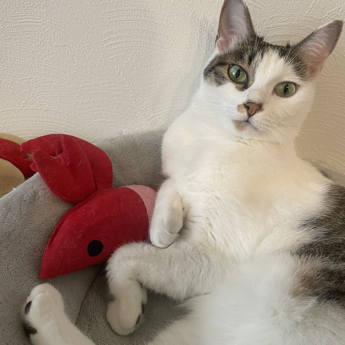 Mimura_Ranmaru's tweet photo. エビと共に寝るお嬢♪
#猫 #猫のいる生活 #猫好きさんと繋がりたい #猫がいる幸せ https://t.co/GpeKVDoxAk