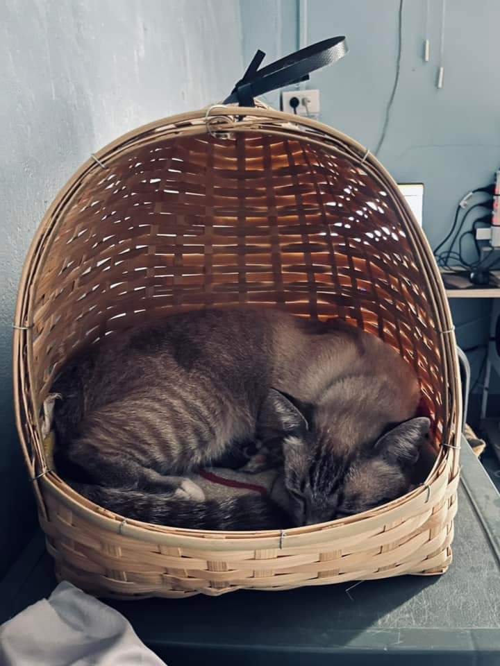 บ้านแมวสานมือฝีมือตายายสานงานภูมิปัญญาชาวบ้าน🐱 tweet media