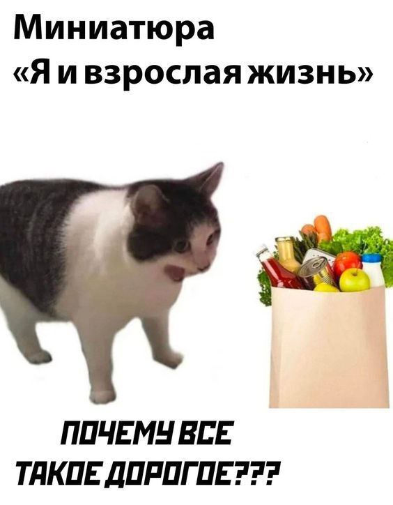 catsilcats's tweet photo. https://t.co/peyR6ArHfH