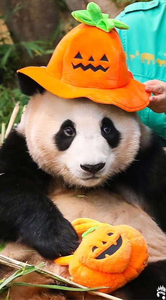 yumm_yuumm's tweet photo. 정말 ��여운 호박 푸를 보쟈🎃🐼💛 https://t.co/g6zvnYIc5c