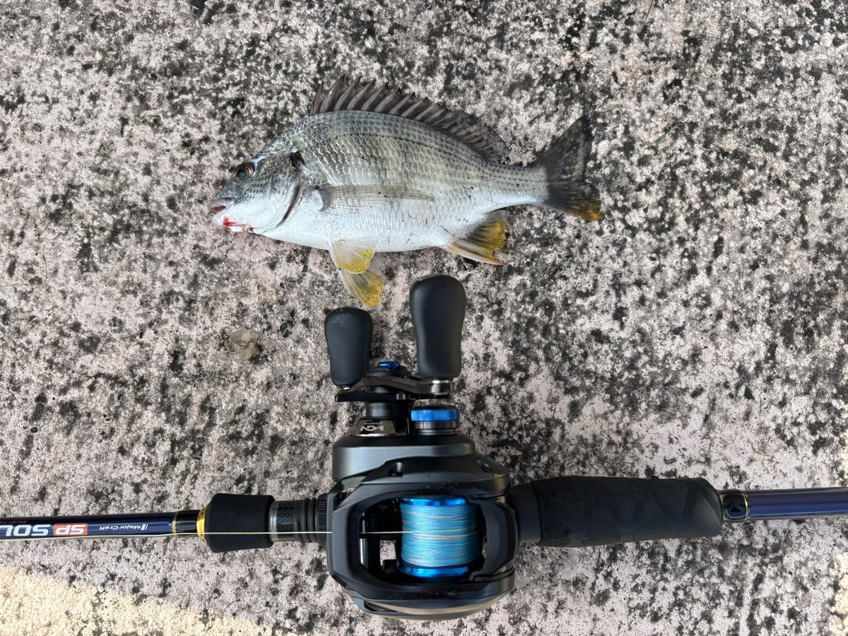 small_fish_dad's tweet photo. おチビのキビレでSLXDC入魂となりました🐟
 #SLXDC
 #シマノ
 #キビレ19cm https://t.co/kubYGq8No0