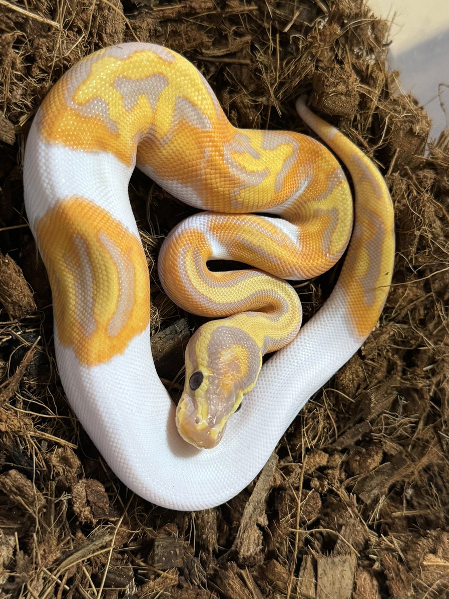 R&M Reptiles tweet media