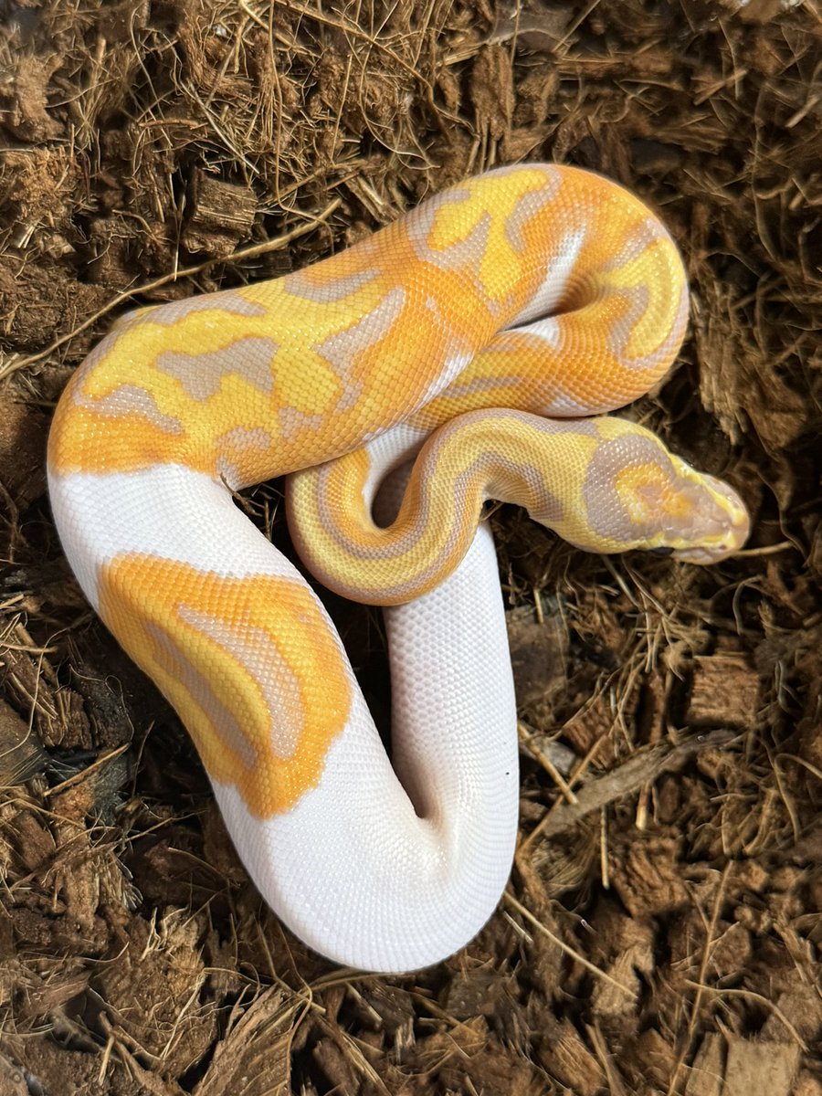 R&M Reptiles tweet media