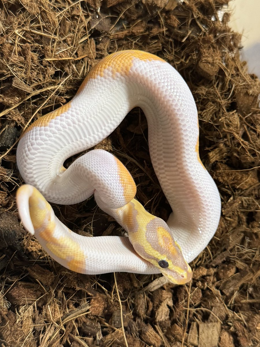 R&M Reptiles tweet media