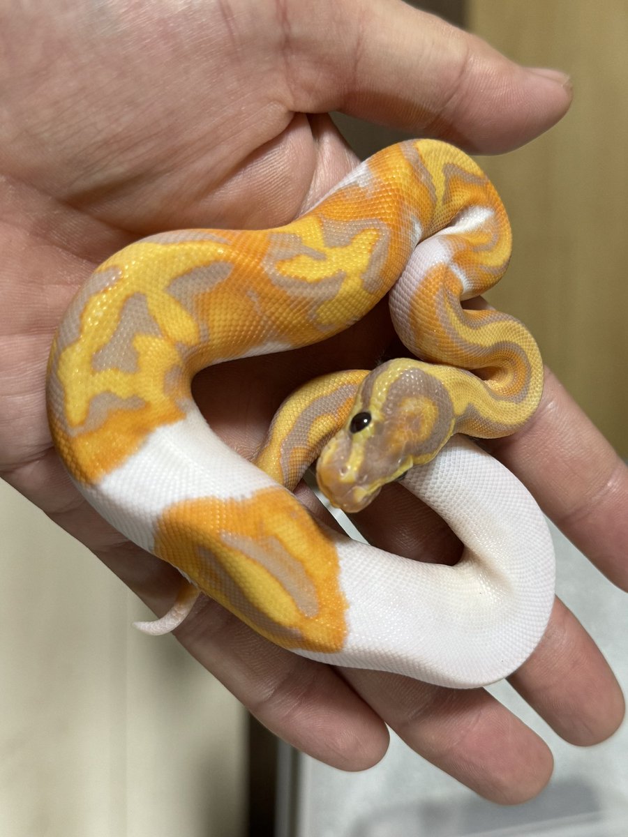 R&M Reptiles tweet media