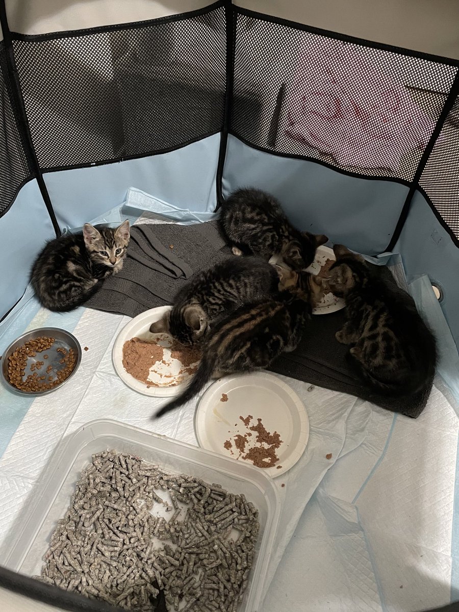 Friends of Bear Cat Rescue tweet media