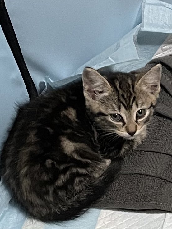 Friends of Bear Cat Rescue tweet media