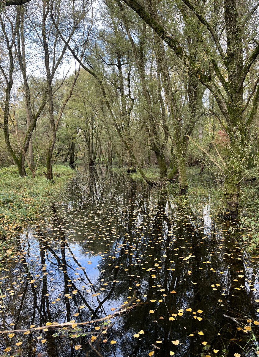 Martin Hasselmann tweet media