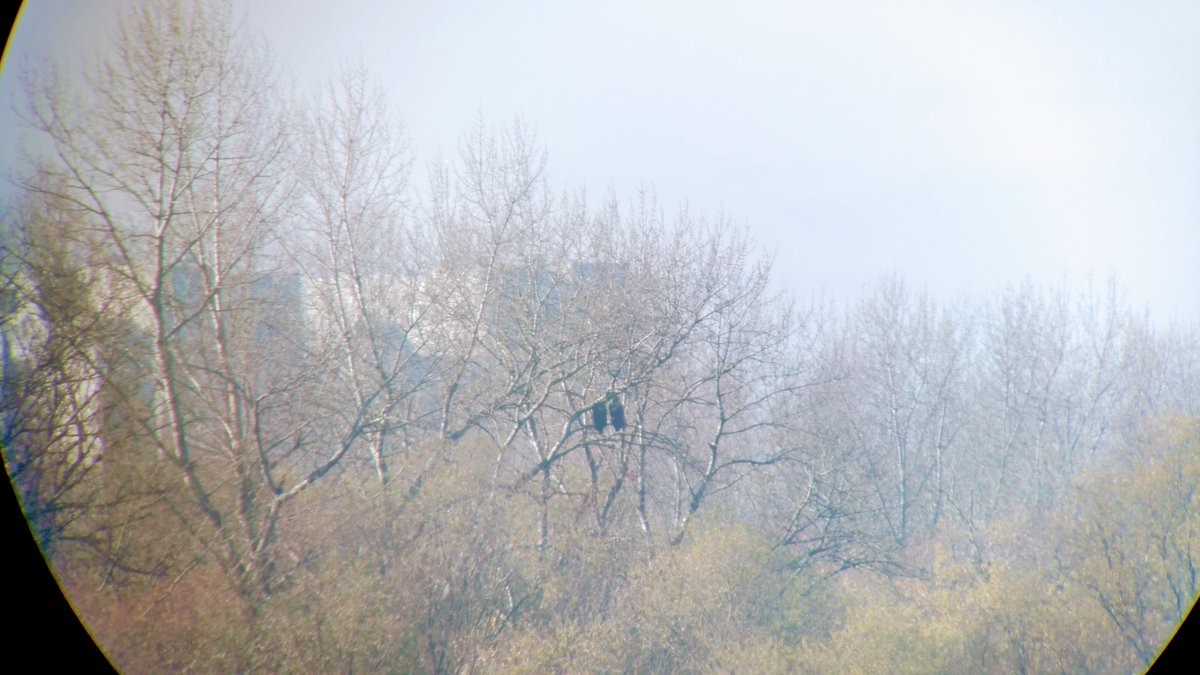 albicilla66's tweet photo. #WhiteTailedEagle, the 4th largest eagle in the 🌍, is one of the icons of winter in #Belgrade 🇷🇸 The city has 15+ breeding pairs, or 60+ wintering birds. To find them, #gobirding
#Beljarica Levee ➡️https://t.co/OZmaf0XLIe
or #BaraReva-Čapljin ➡️https://t.co/lmc9rOziIM 

#birding https://t.co/ImPtt4GxnF