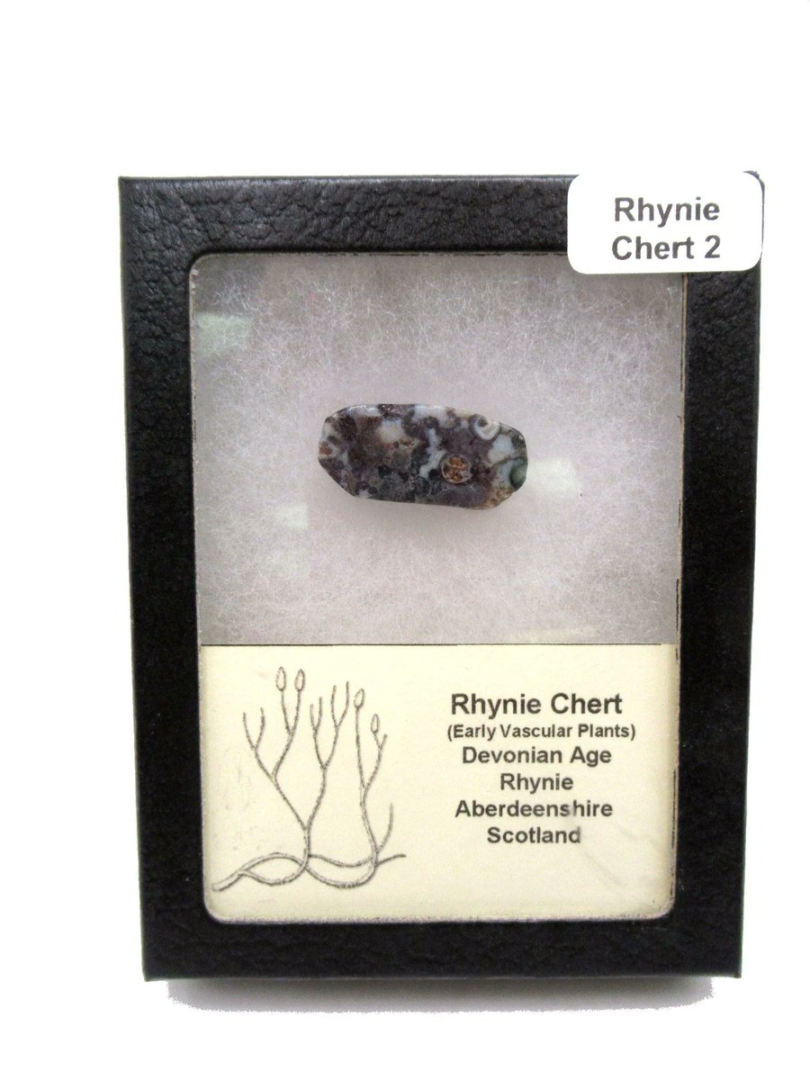 PFossils's tweet image. The Rhynie Chert of Aberdeenshire, Scotland is a globally important fossil site that preserves a lower Devonian terrestrial flora and fauna. T
To learn more information go to
Fossil Plants For Sale | Fossils for Sale (prehistoricfossils.com)
#rhynie #chert #fossils #fyp #branson