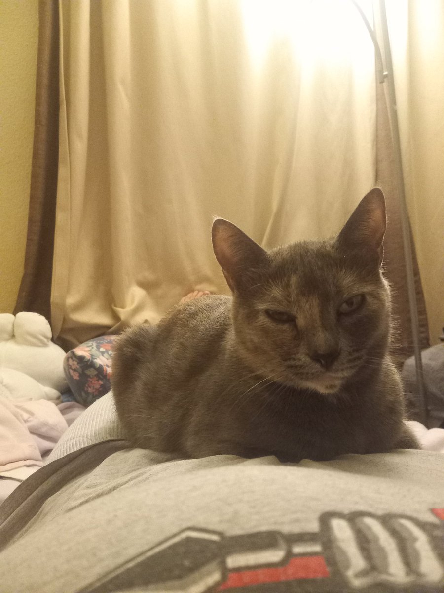 SparkleeDash's tweet photo. @Catsillyness Cat https://t.co/eJySEF0BQ9