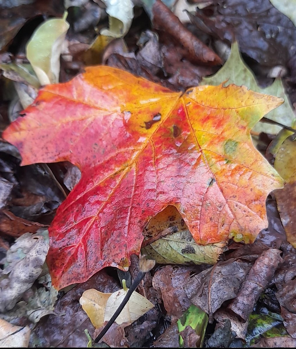 scenesfromMK tweet media