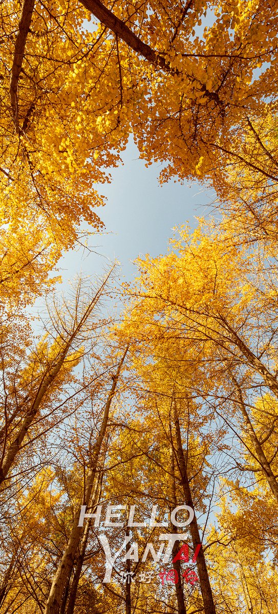 DiscoverYantai's tweet photo. 🍂In the vibrant autumn palette, the brilliant yellow of ginkgo leaves steals the show. From October to November, the people of #Yantai look forward to their annual encounter with these majestic trees. Immerse yourself in the ginkgo forest of Dongting, #Fushan District, Yantai~🌞🥰 #AutumnInYantai #HelloYantai 
(Photo by Liu Weifang)