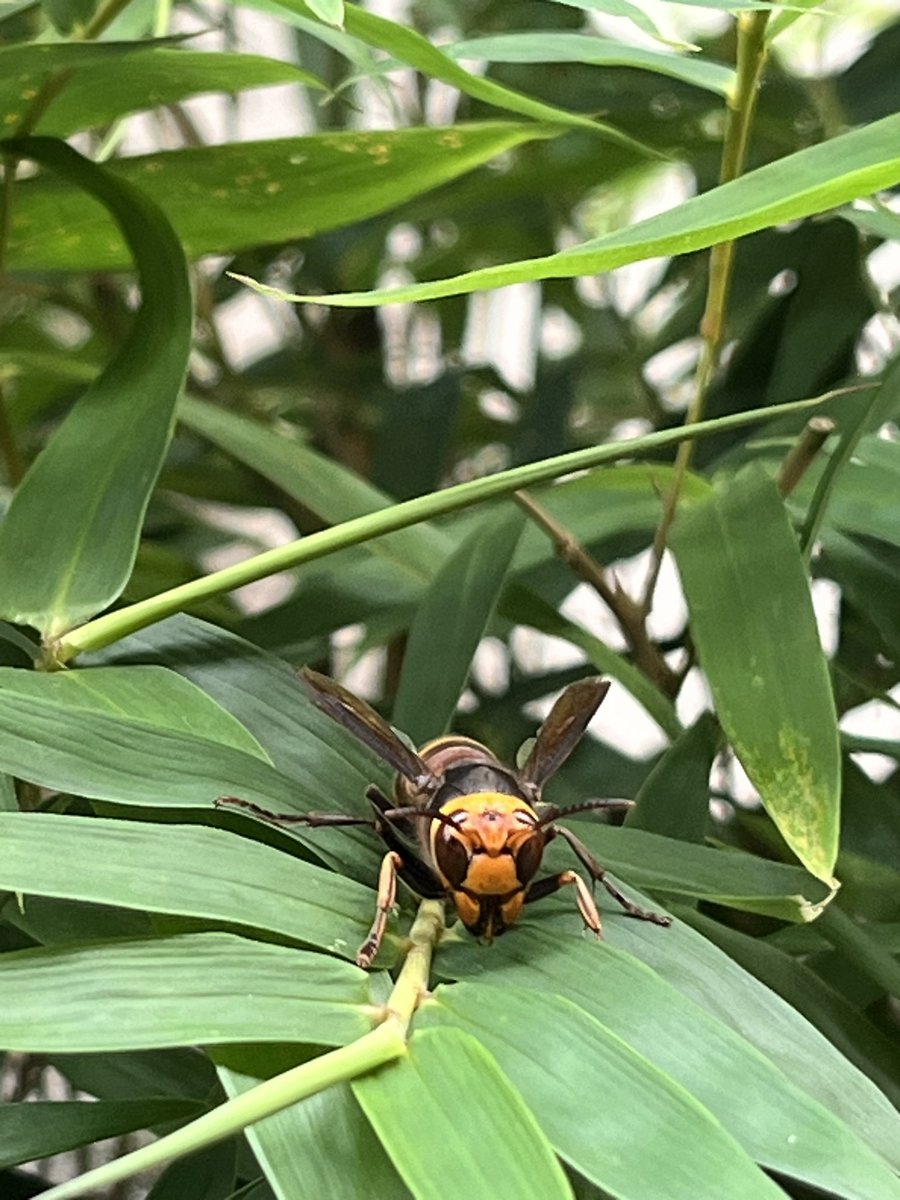 てらおう tweet media