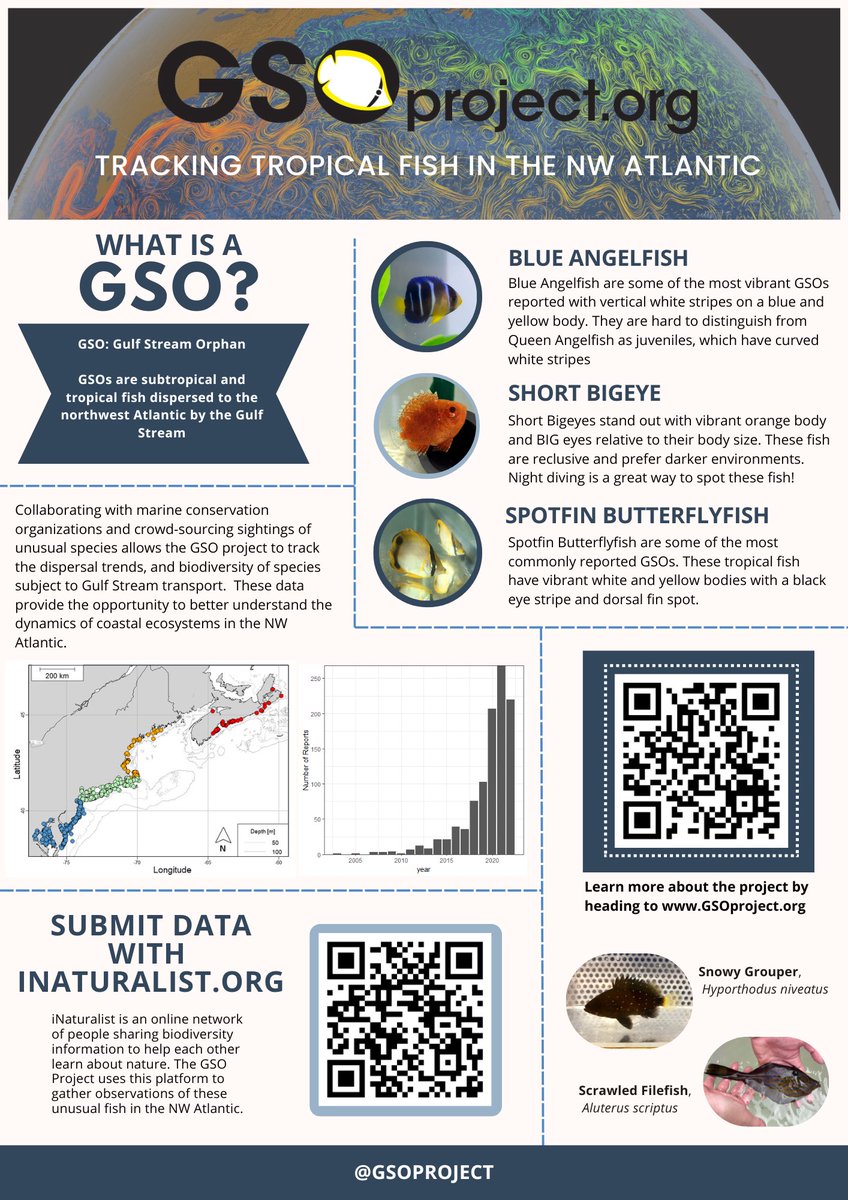MisterMoneill's tweet photo. 2024 pushed us past the 3,000th observation to the Gulf Stream Orphan Project! Can’t wait to investigate the distribution and biodiversity reported this year! https://t.co/Ovlk6HHZrR