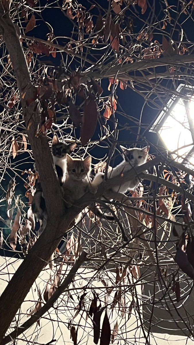 وشلون اخليك وانت البوصله والدليل
في رحلة التيه وسنين العمر والظلامَ