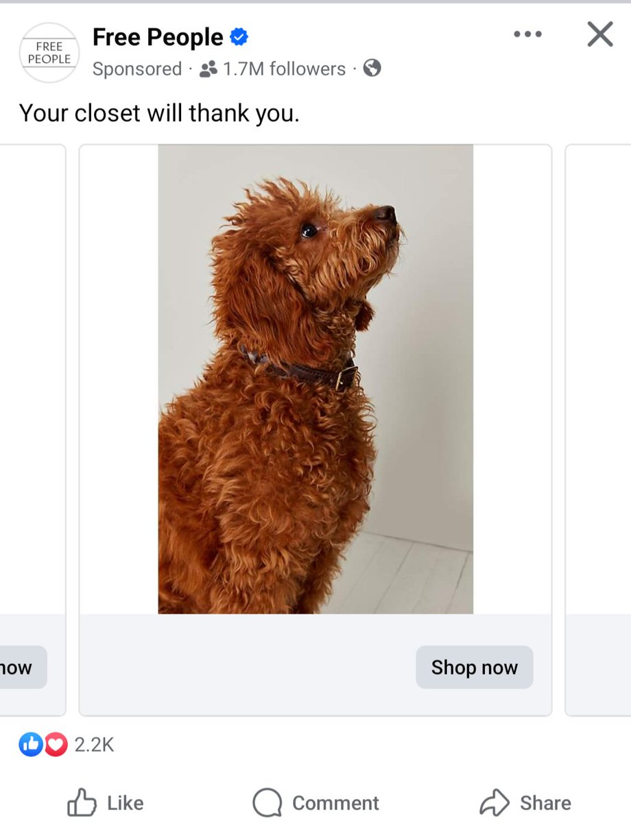Is Free People selling dogs now