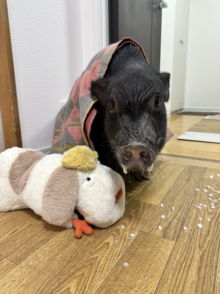 とんかつ tweet media