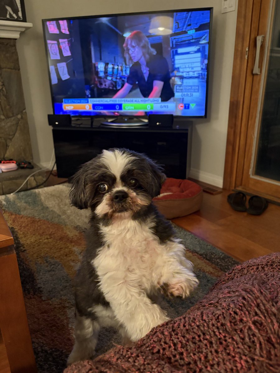 Kaija Jussinoja (@kaijajussinoja) on Twitter photo we’re ready for the results to come in! (so is my very ancient dog watching from home!) <a href="/CTVVancouver/">CTV News Vancouver</a> #bcpoli #BCelection2024 we’re ready for the results to come in! (so is my very ancient dog watching from home!) <a href="/CTVVancouver/">CTV News Vancouver</a> #bcpoli #BCelection2024