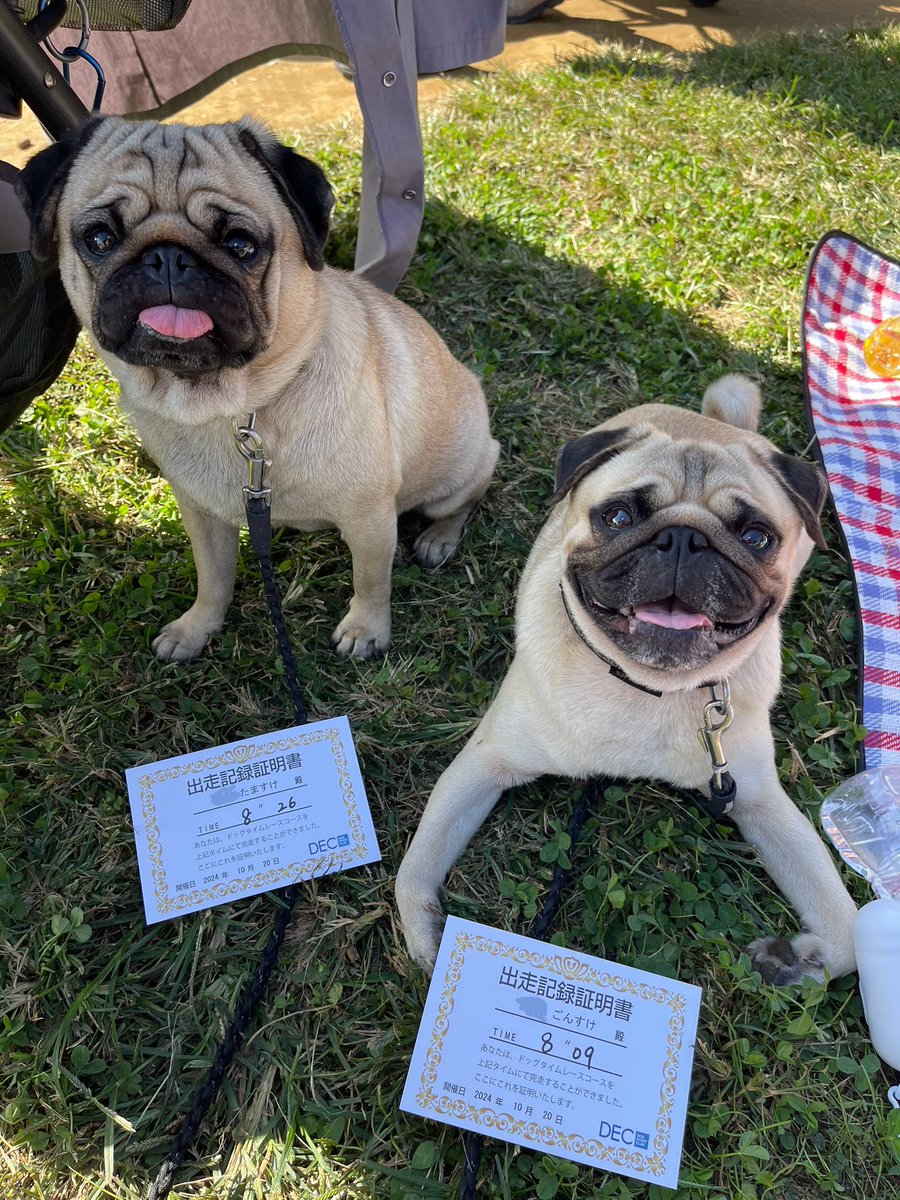 [鼻短犬祭] We participated in a dog festival. 50m走も走ったよ🐕🐕♪ (Participated in ...